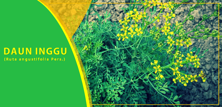 Khasiat Daun Inggu Obati Vertigo Khasiat Daun Inggu Obati Vertigo